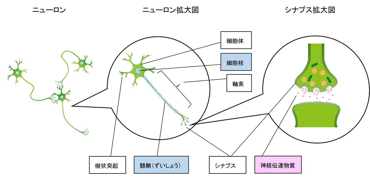 神経細胞（ニューロン）のイメージ図